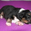 Akiba und Sunnys  Nachwuchs